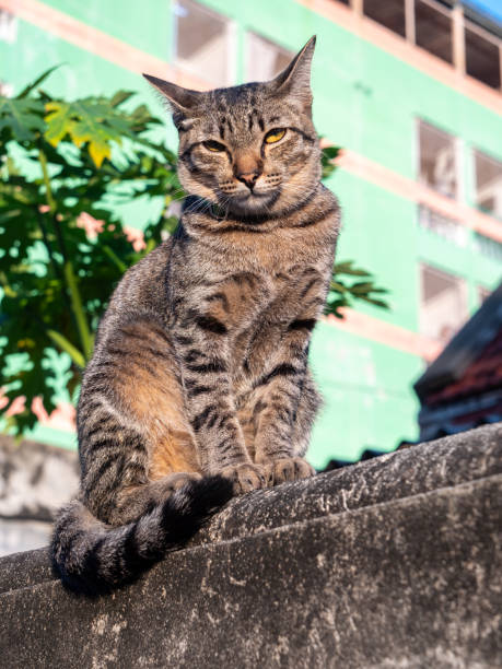 istock Tabby Cat Sitting on The Old Cement Wall 2193524665