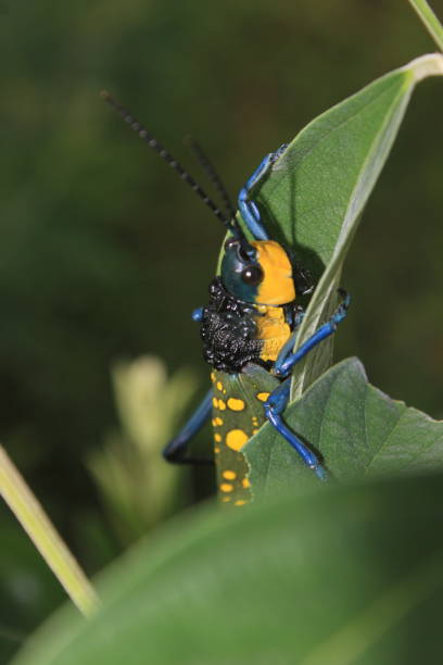 istock grasshopper on the green leaf 2193524790