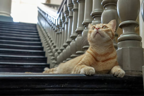 staring cat
