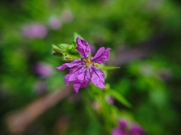 The clear details on the small purple flowers