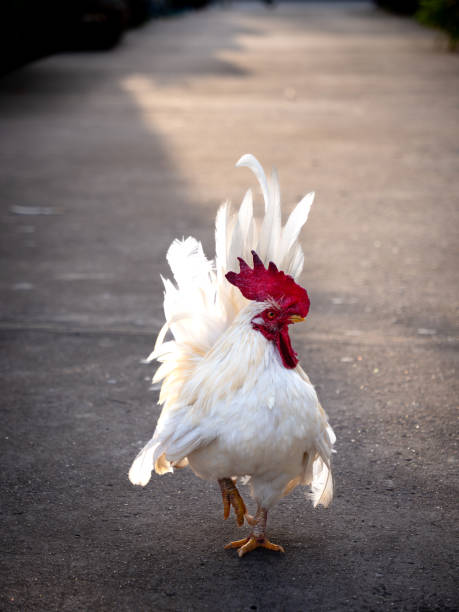 istock Elegant White Bantam Rooster Balancing on One Leg 2193526373