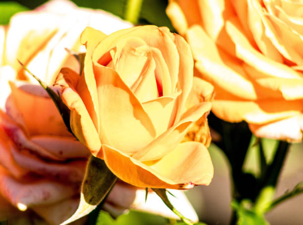a close-up image shows cream roses with shades of orange. The petals are curved and look very delicate. In the background, you can see the indistinct outlines of other flowers and green leaves.