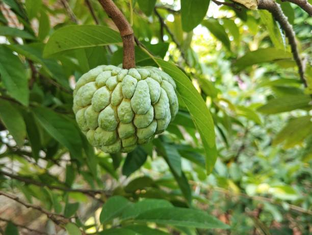 istock Annona squamosa or custard apple still on tree. 2193527339
