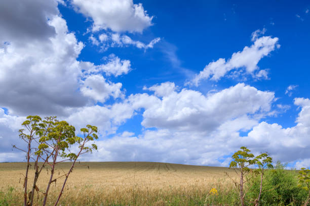 Hilly landscape with wheat fields dominated by cumulus in southern Italy.