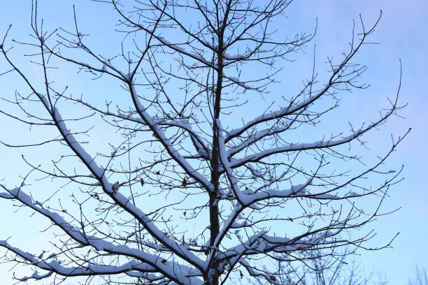 A bare and leafless tree, beautifully adorned with glistening snow, stands against a serene blue winter sky