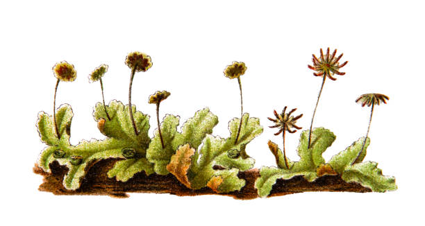 Marchantia polymorpha, sometimes known as the common liverwort or umbrella liverwort