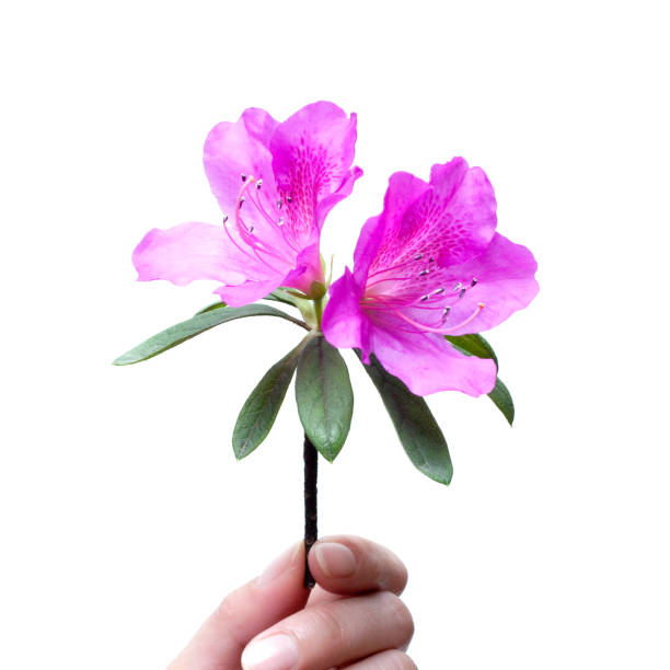 Pink Rhododendron flower on white.
