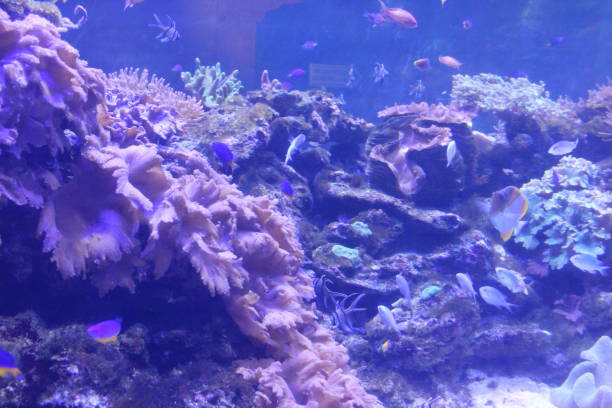 istock Corals and algae in water on blue water background 2193529781