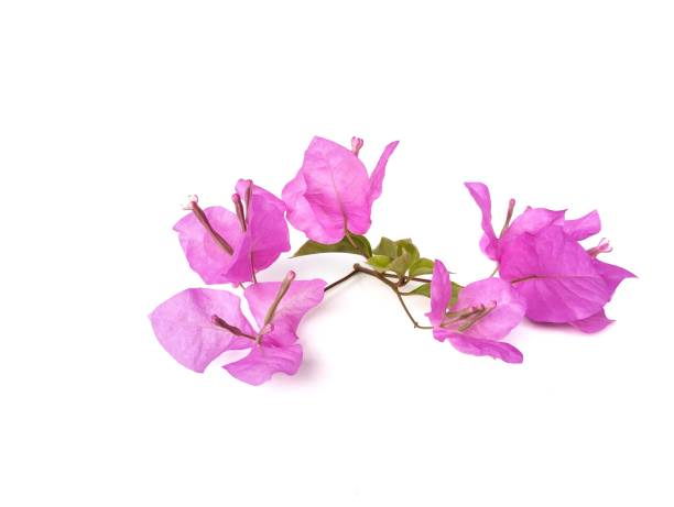 istock Bougenville flower isolated on white background 2193529853