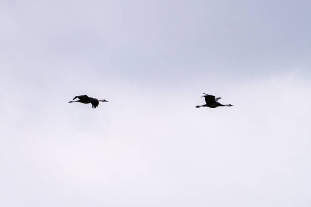 istock black crane flying in the cloudy sky 2193530278