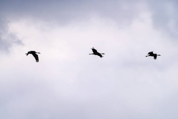 istock black crane flying in the cloudy sky 2193530353