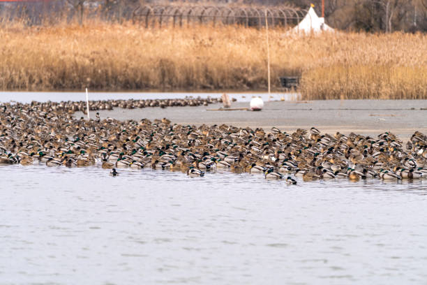 istock flock of the migration birds at the seaside 2193531259