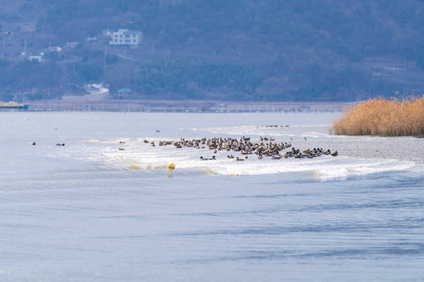 istock flock of the migration birds at the seaside 2193532158