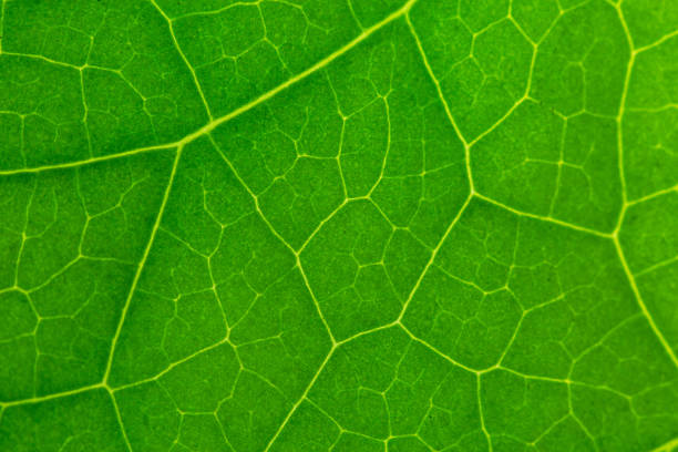 istock Macro leaves,green macro leaf,Green leaves background. Leaf texture,background texture green leaf structure macro photography 2193532600