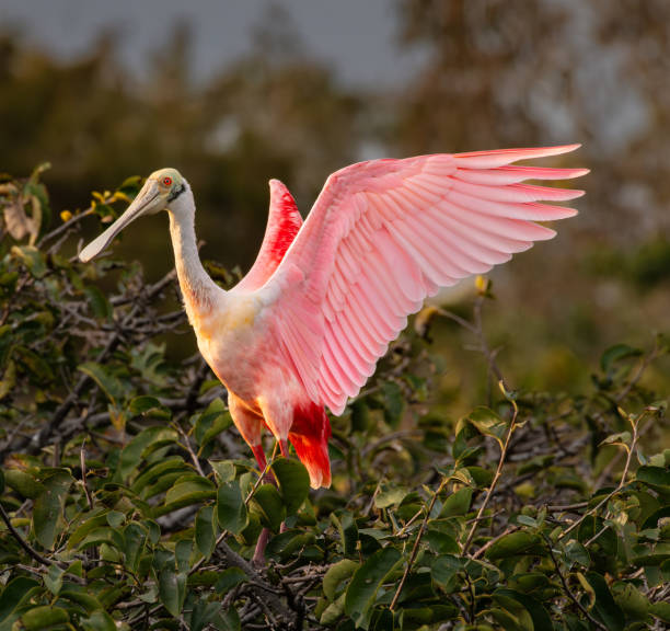 istock A vibrant Roseate Spoonbill with pink plumage extends its wings while perched on lush green foliage. Sunlight highlights the delicate feathers, creating a striking contrast with the natural background 2193533529