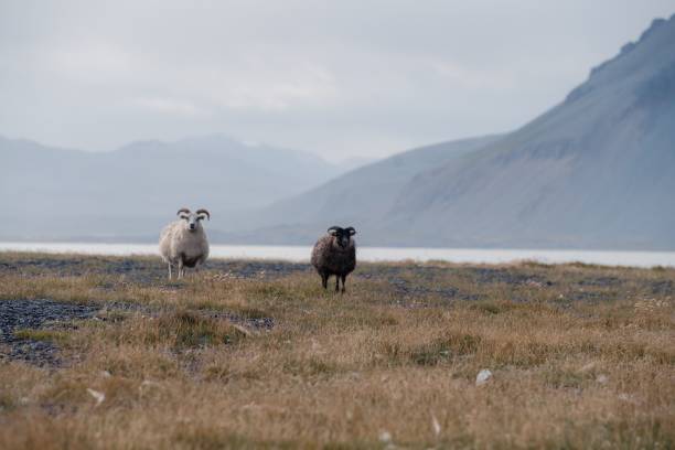 istock Sheep grazing with mountain backdrop in Iceland. 2193533831
