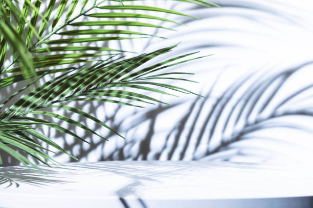 istock Palm leaves and white wall background partially blurred with shadows and marble table 2193537014