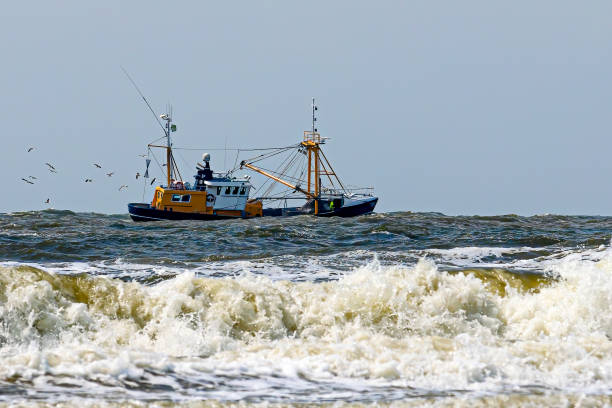 Dangast, Germany - May 3, 2016: Shrimp boat during low tide in wadden sea. The fishing boat is coming back into harbor. Blue sky with cumulus clouds on sunny day in springtime.