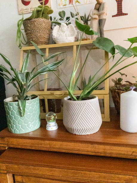 istock Decorative indoor wooden shelf with potted plants 2193539095