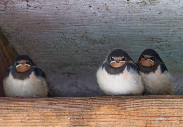 istock 3 baby barn swallows 2193539216