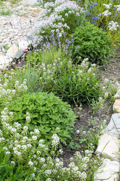 istock Flower bed with white alyssum and lavender flowers 2193540355