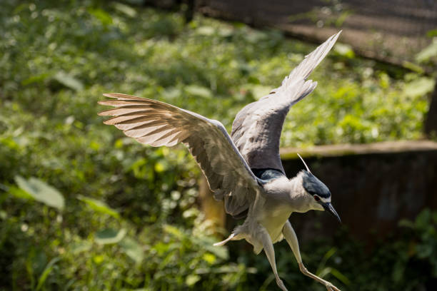 istock Black-crowned night heron bird flying (Nycticorax nycticorax) in Taiping Lake Gardens. 2193540366
