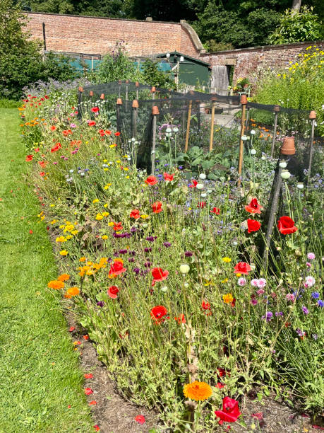 istock Poppies and other flowers around a vegetable plot 2193541201