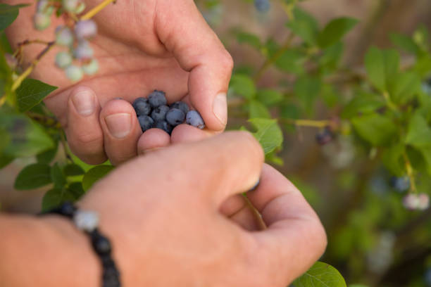 istock Close-up of a man's hands picking blueberries from a bush 2193543184