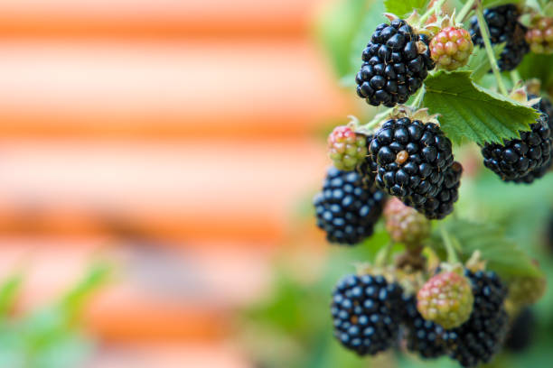 Ripe blackberries on a branch in the garden. Selective focus.