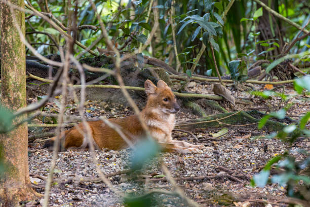 istock Asian Dhole resting in a shade in the forest. Dog 2193543284