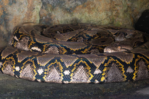Ular Python 880+ Sanca Kembang Foto Stok, Potret, & Gambar Bebas Royalti - iStock