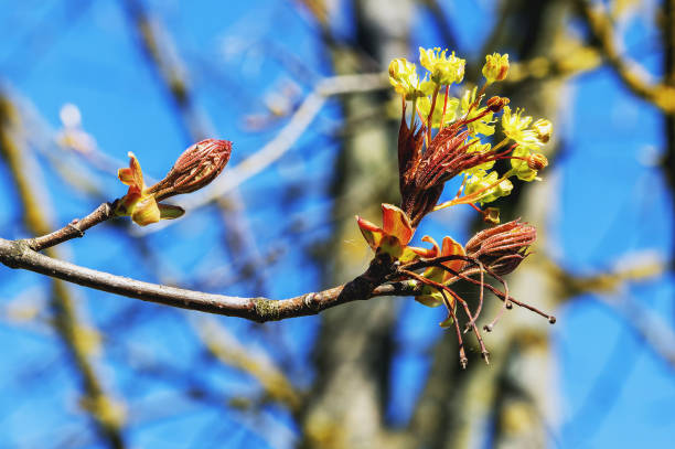 istock Spring tree branch with yellow flowers and red buds on blue sky background. 2193544379