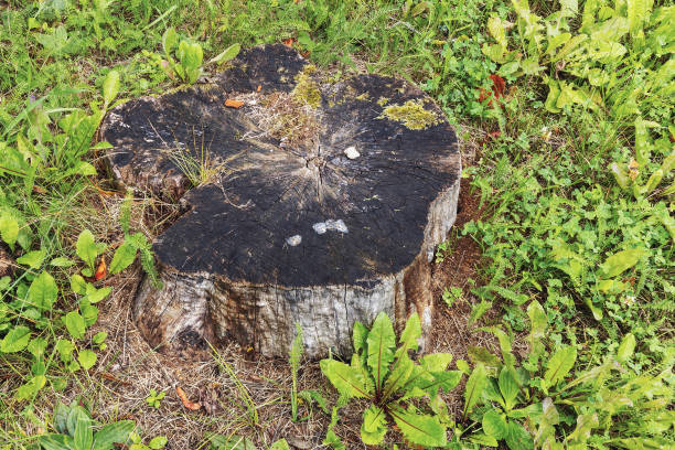Close up of an old tree stump covered with moss among the grass on a summer day in the park