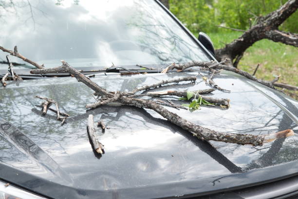 Car displays severe damage from large tree branches that fell during storm, with leaves scattered around.