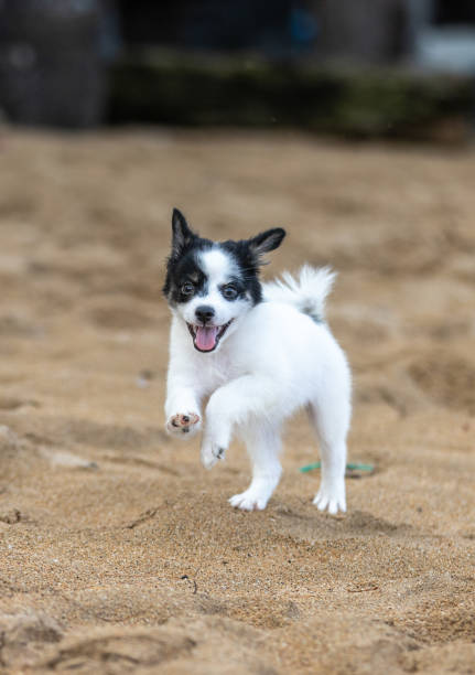 Little puppy (Border Collie) is running on Sanur beach.Bali Island - Indonesia.