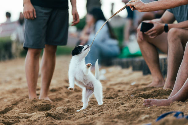 Little puppy is playing on sands.Sanur Beach.Bali Island - Indonesia.