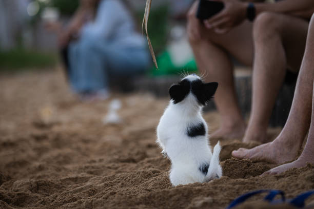 Little puppy is playing on sands.Sanur Beach.Bali Island - Indonesia.