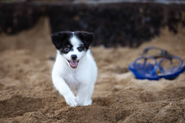 Little puppy (Border Collie) is running on Sanur beach.Bali Island - Indonesia.