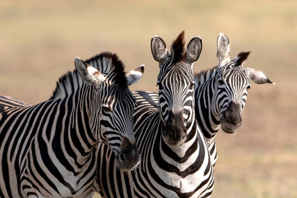 istock Three Burchell's plains zebra (Equus quagga burchellii) look into the camera in Botswana, Africa 2193549548