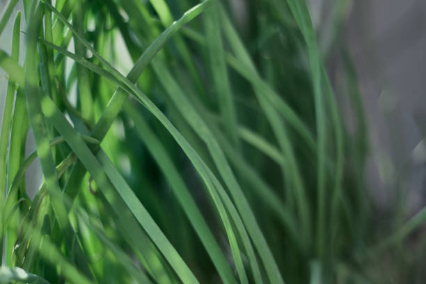 Fresh Chives A Culinary Delight That Enhances Various Dishes with Its Unique Flavor Profile sun