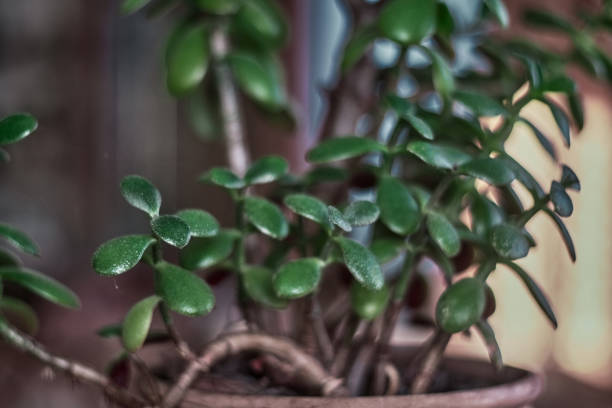 Some persons owners Rooms succulents plants on windows sun
