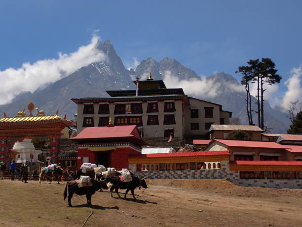 istock Loaded yaks in front of the Thyangboche monastery 2193550623