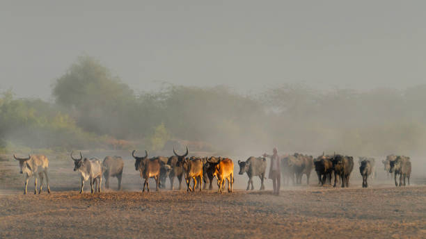 Gujarat, India - March 19, 2024: Herder and flock of cows in the dust in Gujarat, India