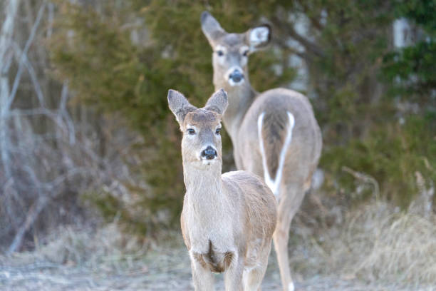A White Tailed Doe and her fawn at Cedar Beach Town Park in Mt Sinai,  Suffolk County,  Long Island, NY.