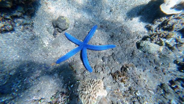 Blue Starfish in Amed, Bali