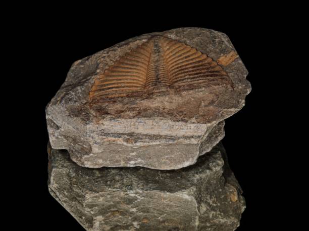 istock Close-Up Of A Arthropod Triilobite. 2193562323