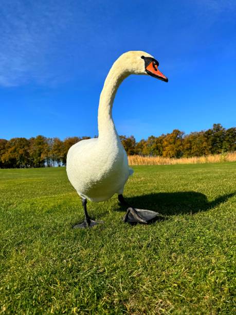 istock A white swan walks across the lawn. 2193562576