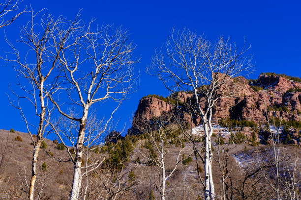 Red Rock Cliffs Through Aspen Trees in Winter Redstone Colorado - Scenic winter view looking up at mountain from below with crisp blue sky.