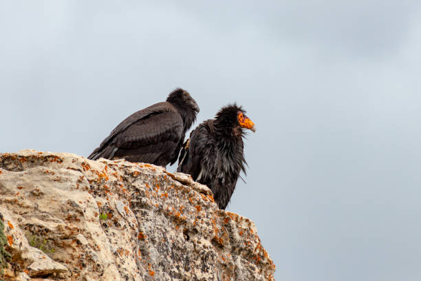 In Colca Canyon, Peru, near the iconic Cruz de la Condor, a golden condor glides effortlessly through the azure sky, its wide wingspan cutting through the air with precision. This high-altitude raptor is often seen soaring along the canyon walls.