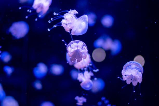 istock A white spotted Jellyfish reunion 2193563715
